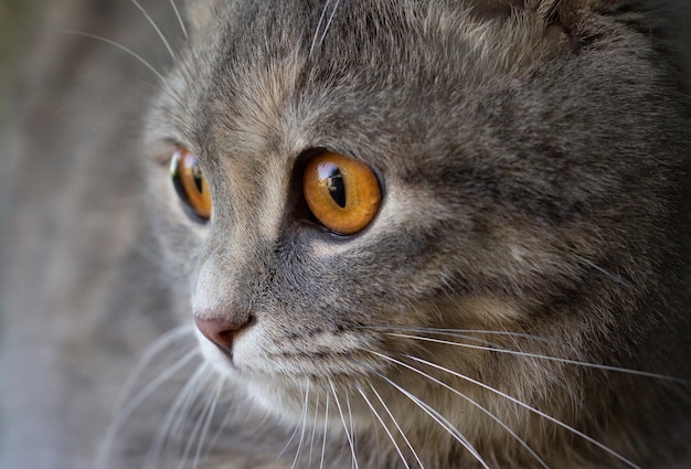 Closeup retrato de un gato scottish fold gris con grandes ojos amarillos