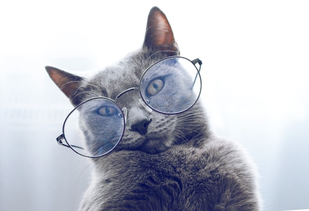 Closeup retrato de gracioso gato azul ruso con gafas sobre fondo gris.