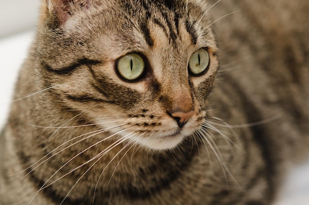 Closeup retrato de un hermoso gato doméstico con ojos verdes