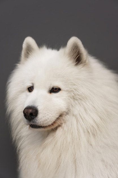 Closeup retrato de hermoso perro Samoyedo con pelaje blanco