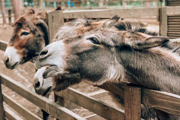 Closeup retrato de hermosos burros en un día claro