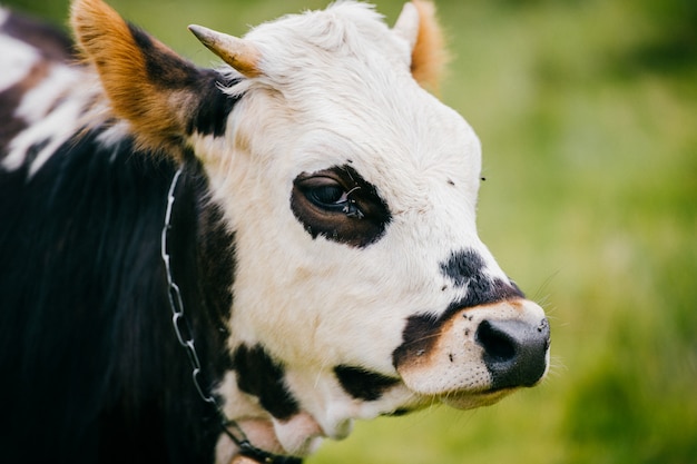 Closeup retrato de hocico de vaca pastando en el ffield