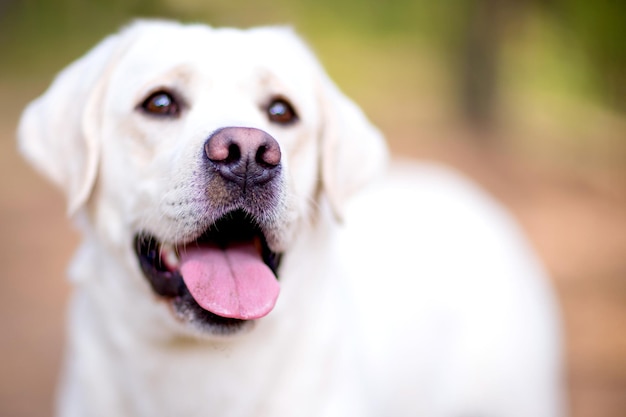 Closeup retrato de labrador blanco en el parque