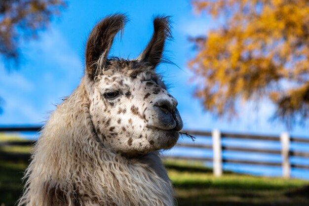 Closeup retrato de una linda llama en una granja