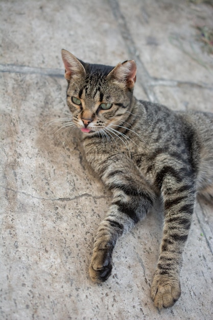 Closeup retrato de lindo hermoso gato como animal doméstico