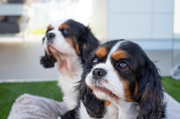 Closeup retrato de lindo par de perros cavalier king charles spaniel sentado al aire libre