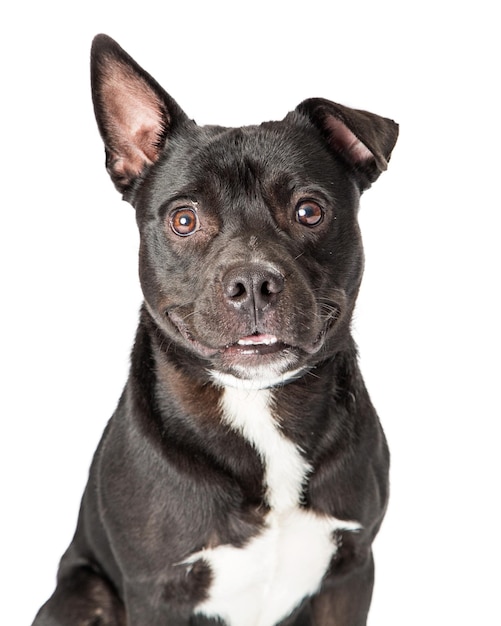Closeup retrato negro pit bull terrier cruce perro