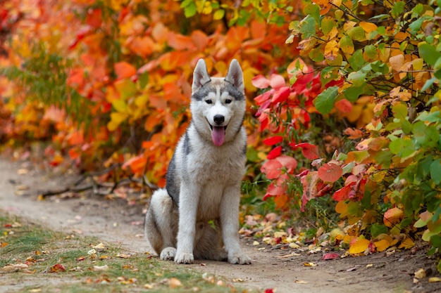 Closeup retrato de otoño de cachorro de husky siberiano. Un joven gris blanco husky un parque.