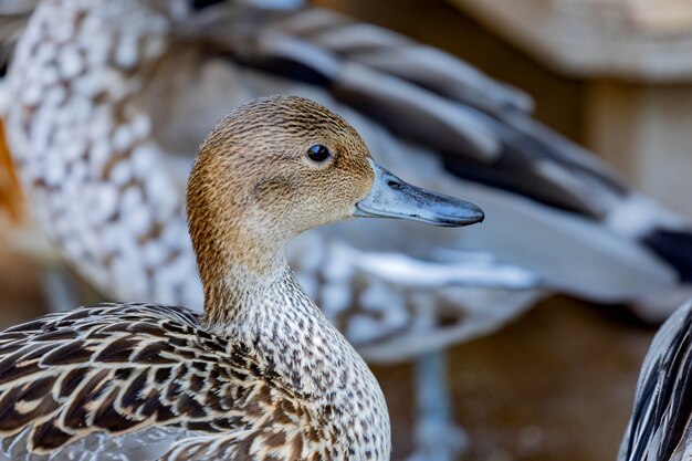 Closeup retrato de un pato en una granja