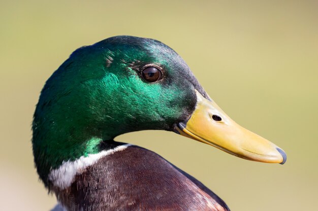 Closeup retrato de un pato en una granja