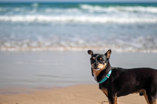 Closeup retrato de perro paseando por la playa con el mar de fondo