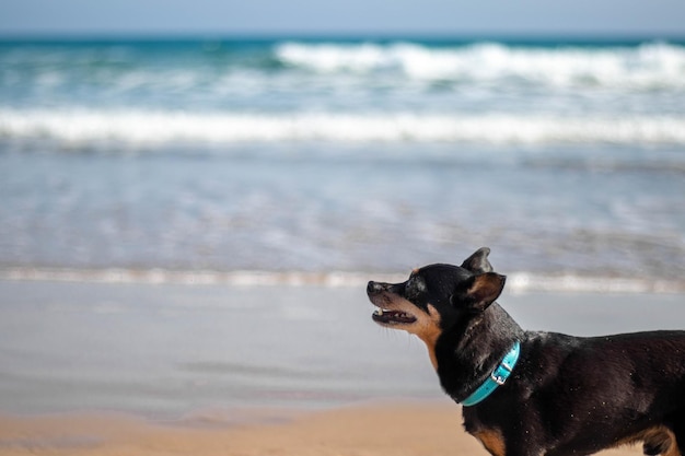 Closeup retrato de perro paseando por la playa con el mar de fondo