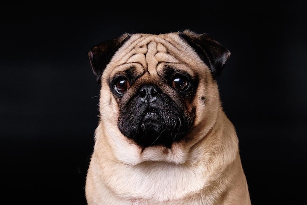 Closeup retrato de un pug contra un fondo negro aislado