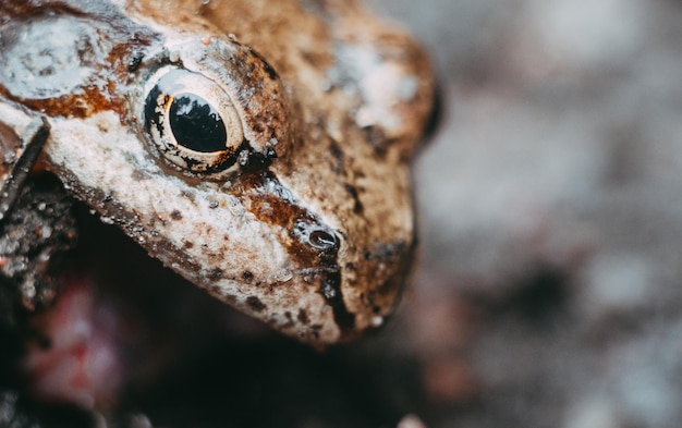 Closeup retrato de una rana común de perfil