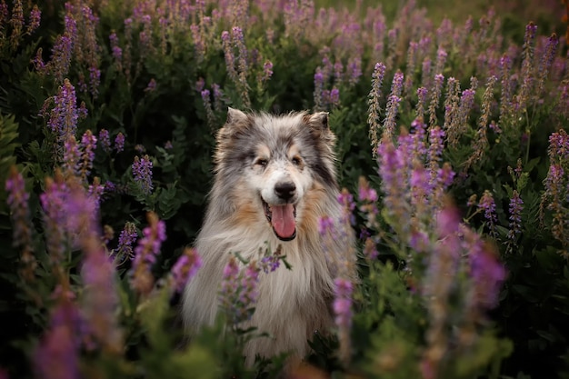 Closeup retrato de Rough Collie en flores silvestres