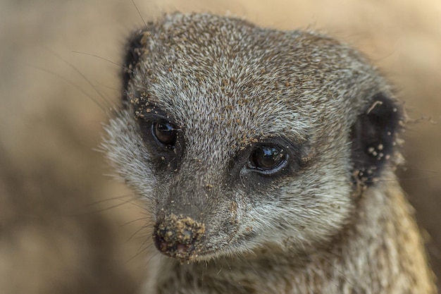 Closeup retrato de la suricata con nariz arenosa