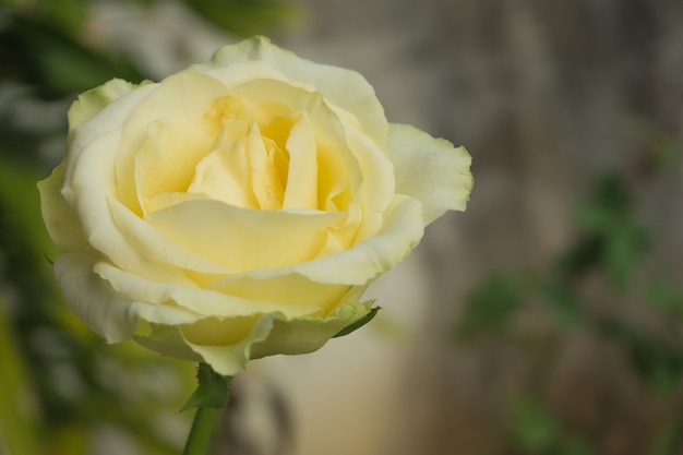 Closeup rosa amarilla, fondo de desenfoque