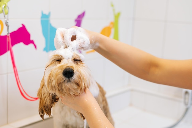Closeup rosto de tosador de cachorro Labradoodle encaracolado engraçado lavando com shampoo na banheira no salão de beleza Proprietário de mulher irreconhecível lava cuidadosamente a pele do animal de estimação em casa
