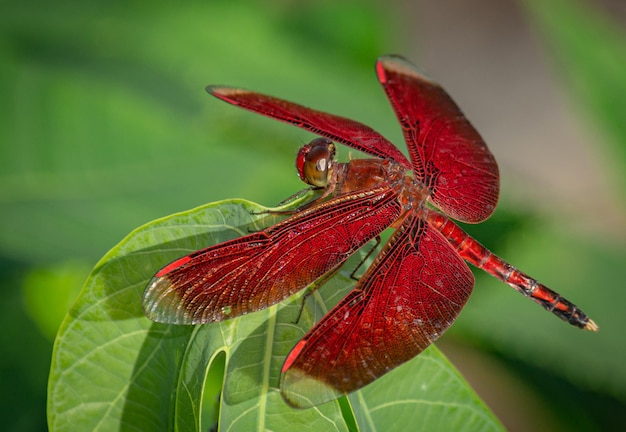 CloseUp rote Libelle auf dem Blatt