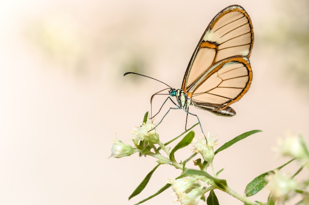 Closeup Schmetterling