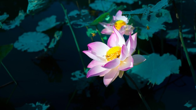 Closeup schöne indische Lotusblüte in pondPink große Lotus Flower Hintergrund Lily Floating