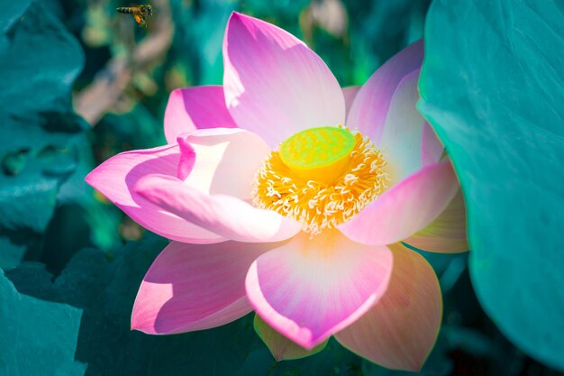 Closeup schöne indische Lotusblüte in pondPink große Lotus Flower Hintergrund Lily Floating