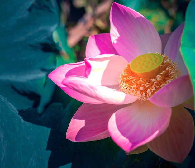 Closeup schöne indische Lotusblüte in pondPink große Lotus Flower Hintergrund Lily