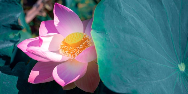 Closeup schöne indische Lotusblume in pondPink großer Lotus Flower Hintergrund