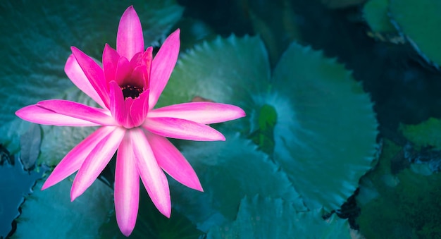 Closeup schöne rosa Lotusblume in pondPink Lotus Flower Hintergrund Lily Floating on The Water