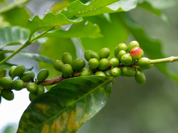 Closeup selektiver Fokus frische grüne Kaffeekirsche auf Ast im Garten