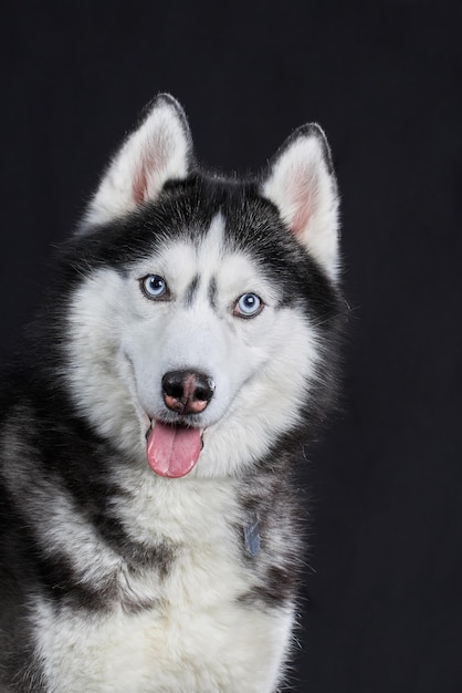 Closeup Siberian Huskys Kopf mit blauen Augen auf einer isolierten Vorderansicht mit schwarzem Hintergrund