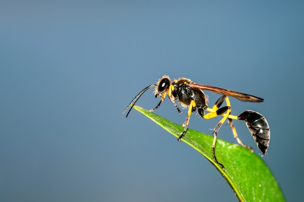 Closeup sphecidae sentado en una hoja verde