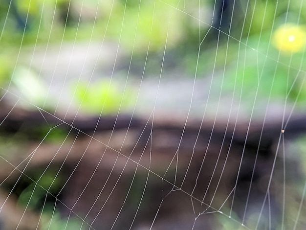 Closeup Spinnennetz mit verschwommen und Natur