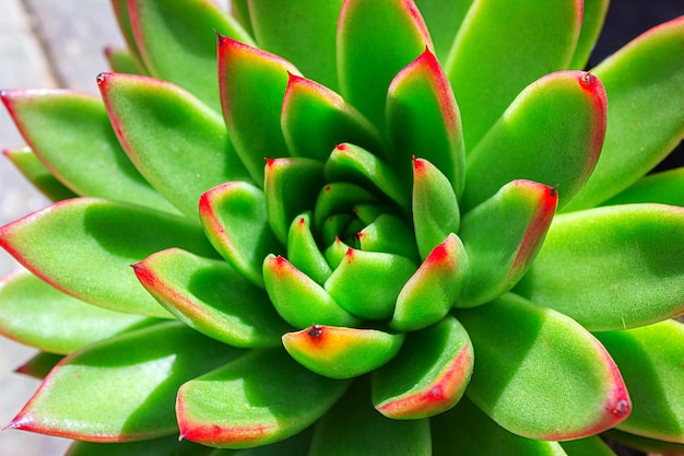 closeup suculenta planta verde cacto echeveria