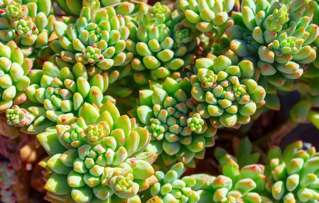 closeup suculenta planta verde cacto echeveria