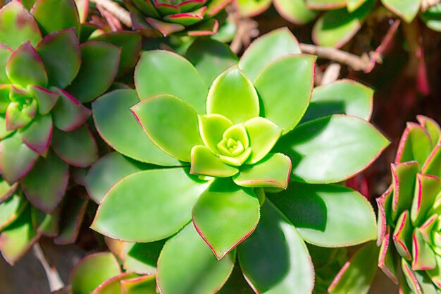 Closeup suculentas plantas verdes cactus echeveria