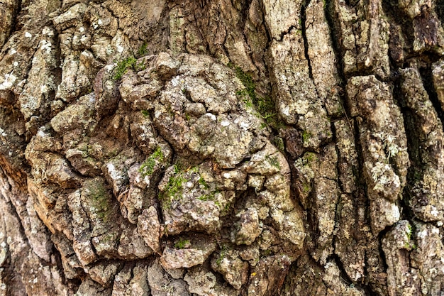 Closeup textura de corteza de árbol con patrón de grietas, fondo abstracto, 2021