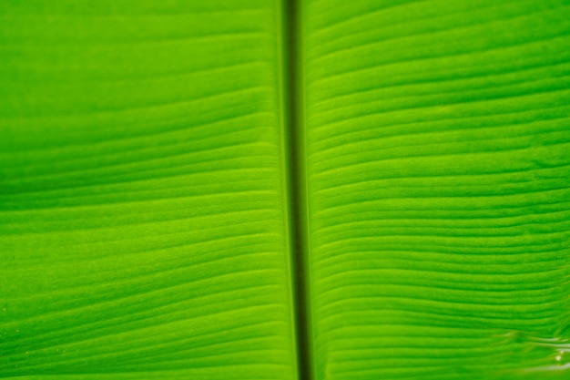 Closeup textura de folha de bananeira verde