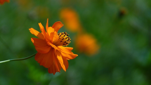 Closeup tiro da bela flor laranja do cosmos d