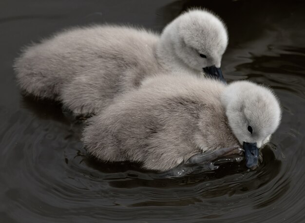 Closeup tiro de bebês cisnes nadando em um lago