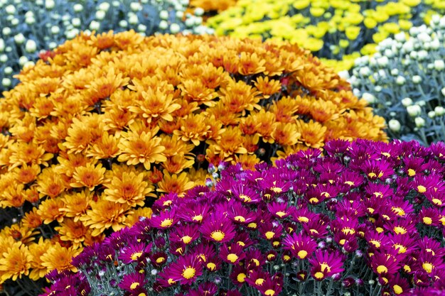 Closeup tiro de flores coloridas de crisântemos