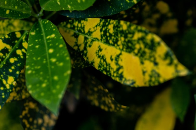 Closeup tiro de louro japonês 'Variegata' (Aucuba japonica)