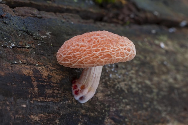 Closeup tiro de um cogumelo em uma floresta com uma superfície desfocada