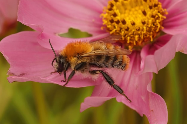 Closeup tiro de uma abelha cardadora comum, Bombus pascuorum, em uma flor roxa de Cosmos pinnatus