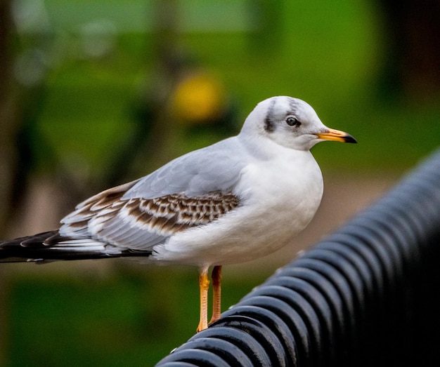 Closeup tiro de uma bela gaivota em pé na barra metálica no fundo desfocado