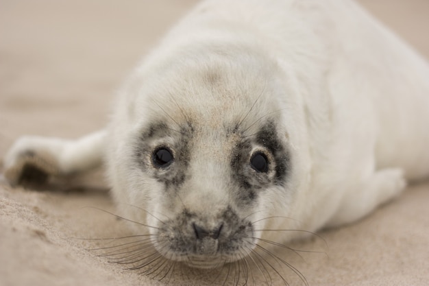 Closeup tiro de uma foca branca deitada na areia