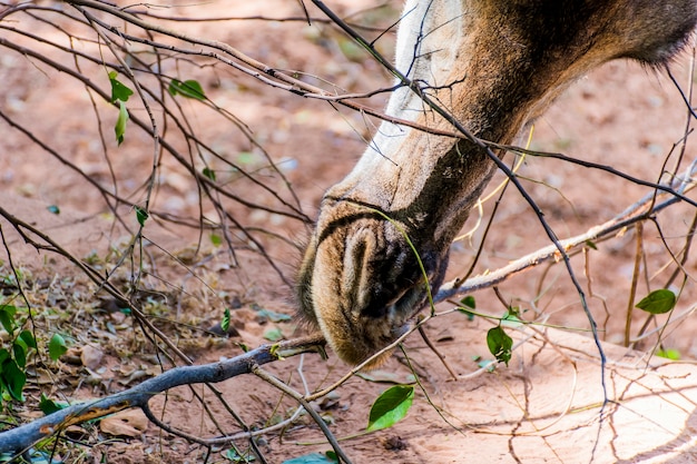 Closeup tiro de uma girafa com a boca aberta comendo folhas em um galho