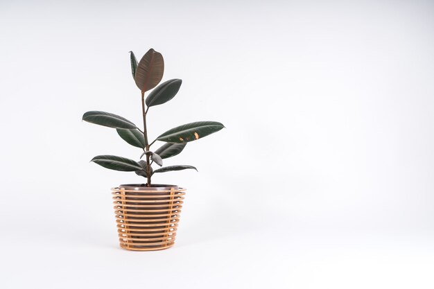 Closeup tiro de uma planta em um vaso em um fundo branco