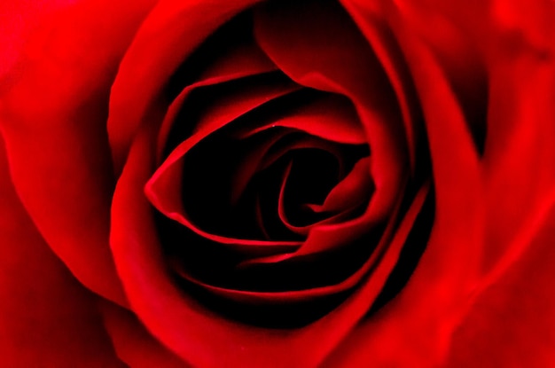 Closeup tiro de uma rosa com pétalas vermelhas.