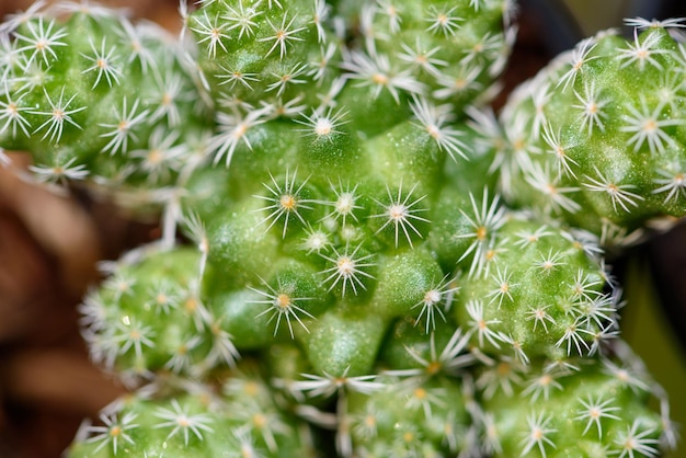 Closeup top pequenos cactáceas verdes ou cactos em um vaso, a bela natureza da árvore exótica do deserto é uma planta ornamental